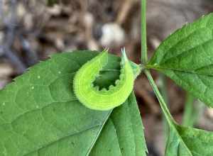 Northern Pearly-eye (Lethe anthedon)