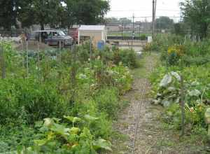 Morganic Community Garden
in Cleveland

E. 65th St. and Kenyon Ave.