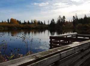 Larsen Lake in Bellevue, Washington