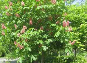 A Red Horse-chestnut (Aesculus × carnea) photographed at the Frederik Meijer Botanical Gardens