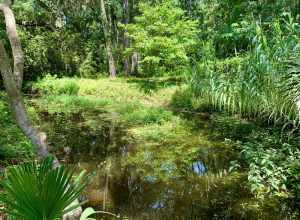 The Xeriscape Garden, located at the Town of Hilton Head Island Government Offices off Wexford Drive, provides a unique open space for residents and visitors. It is a great demonstration of gardening with little supplemental watering.
