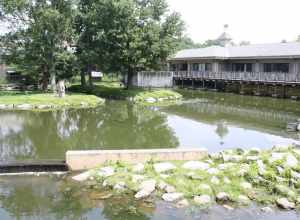 Buttonwood Zoo