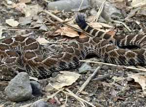 Northern Pacific Rattlesnake (Crotalus oreganus oreganus) in the United States
