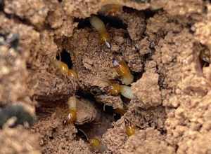 Close up of formosan termites inside of a tree