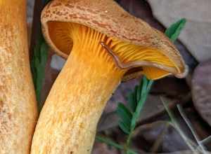 Geonemertes pelaensis