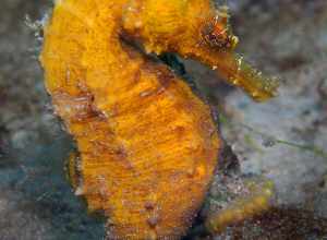 Northern Seahorse (Hippocampus erectus) in the United States