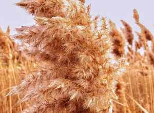 Close up photo taken in suburban Chicago  -- northern Illinois--  Phragmites - invasive  European Common Reed