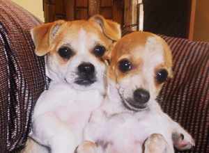 Leo &amp; Lucky Dogs - Walnut Creek CA by TOM