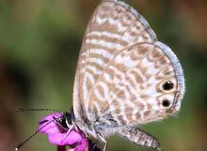 Leptotes marina at Montebello, USA