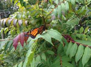 Photo by Courtney Celley/USFWS.