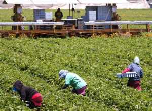 Working the Field, Oxnard California