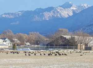Draper, Utah U.S.A.   Canada geese in field in January.  Geese stay year round and stay in fields, golf courses, and parks for the winter.