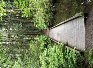 Beaver Lake Park, Sammamish, Washington