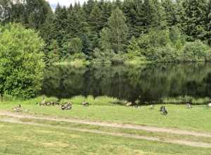 Bradley Lake Park (Puyallup, Washington)