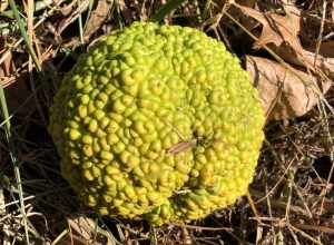 Osage orange fruit on the ground along County Route 518 (Lambertville-Hopewell Road) in East Amwell Township, Hunterdon County, New Jersey