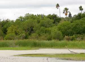 A resaca in Estero Llano Grande State Park, Hidalgo County, Texas, USA