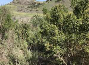 Aliso and Wood Canyons Wilderness Park