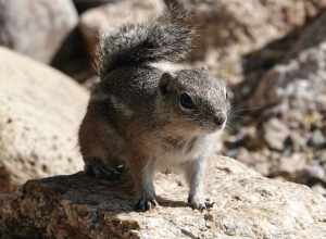 Harris' Antelope Squirrel (Ammospermophilus harrisii)