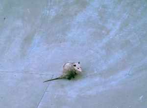 This little guy got himself stuck in a skatepark in Tigard, Oregon