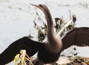 Anhingha (female)