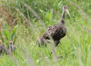 Limpkin