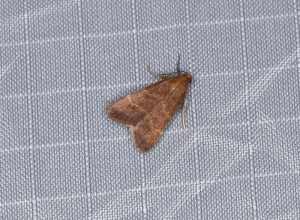 Arta epicoenalis Ragonot, 1891, to actinic light, Mitchell Canyon, Mount Diablo State Park, California, USA, 4 June 2018