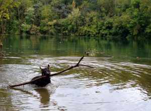 Big stick
