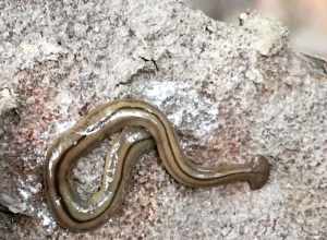 Three-lined Land Planarian (Bipalium pennsylvanicum)
