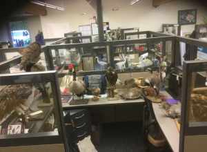 The Classroom and hall at Jackson Bottom Wetlands Preserve were being painted last week. So some of the bird specimens were in temporary storage in the office area. And there is one turtle there, too.