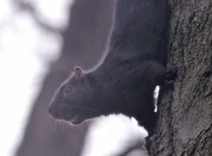 Black Squirrel