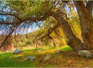 
500px provided description: An old tree welcoming the spring.... [#yellow ,#spring ,#tree ,#rocks ,#beautiful ,#branches ,#grass ,#colors ,#green ,#warm ,#sunny ,#clear ,#enchanting ,#HDR]