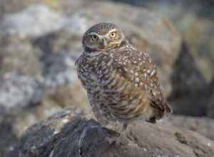 Burrowing Owl - Point Isabel Regional Shoreline, Richmond, Contra Costa County, California