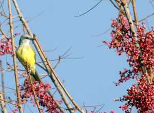 Couch's Kingbird