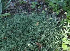 Curly chives in the herb harden at Meadowbrook Park in Urbana, Illinois