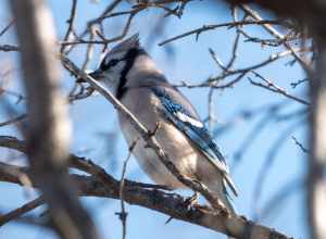 Blue Jay Cyanocitta cristata cyanotephra, Washington Park, Denver, Colorado, USA.