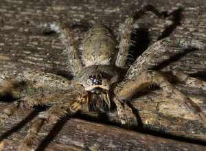 White-banded Fishing Spider (Dolomedes albineus)