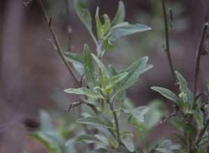 California brittlebush (Encelia californica)