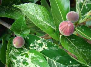 Figs on a variegated fig Ficus aspera 'Parcellii' (Moraceae) tree in Flamingo Gardens, Davie, Florida.