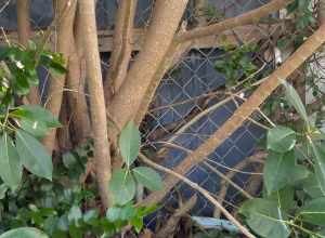 Florida Strangler Fig (Ficus aurea) in the United States