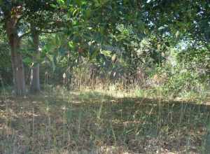 grasses