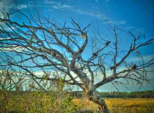 HDR Tree at Spruce Creek Park