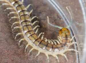 Eastern Bark Centipede, Hemiscolopendra marginata, Grapevine, Texas