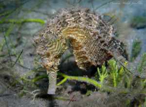 Northern Seahorse (Hippocampus erectus) in the United States