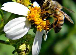 One more photo from this past weekend of Beatrice the honey bee on a Bidens alba blossom at Frenchman's Forest Natural Area.