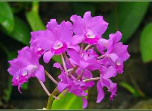 
500px provided description: The Tropical Flora House at the Los Angeles County Arboretum, has all kinds of humidity loving plants [#flowers ,#california ,#purple ,#orchids ,#sigma 120-400 ,#los angeles arboretum]