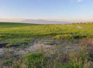 An agricultural field in Jurupa Valley next to I-15. Mount Baldy can be seen in the background.