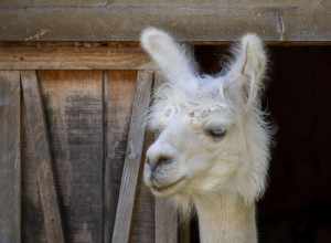 Lama (Lama glama) at the Menominee Park Zoo, Oshkosh, Wisconsin, US