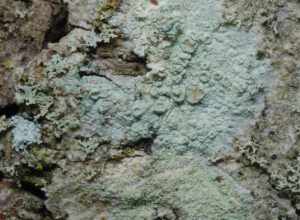 rim lichen (Lecanora conizaeoides)
