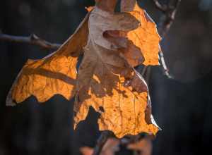 Leftover Leaves, Chester Creek, Duluth