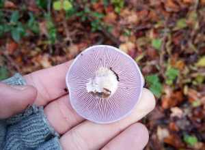 Blewit (Lepista nuda)